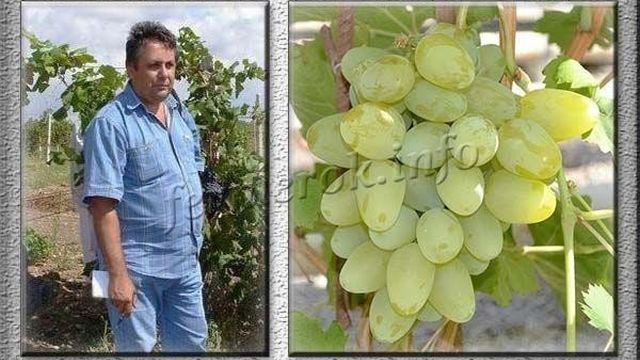 Сорт винограда Бажена: характеристика, агротехника выращивания