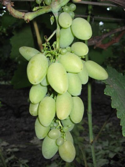 Виноград плодовый элегант
