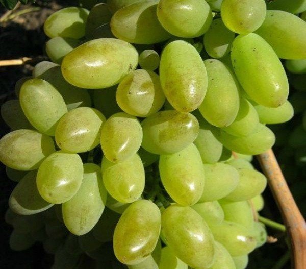 Виноград плодовый элегант