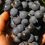 Сорт винограда киевский фиолетовый описание