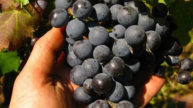 Описание сорта винограда Киевского