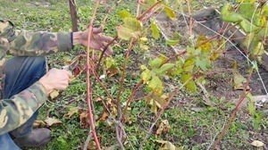 Обрезка винограда осенью для начинающих