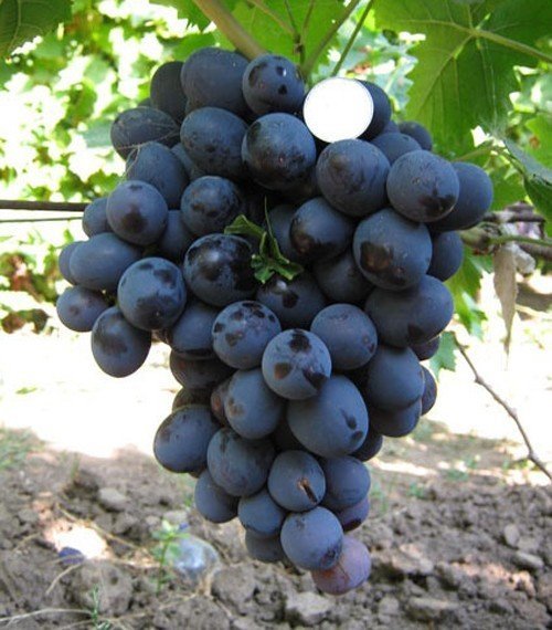 Сорт винограда хаджи мурат