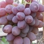 Вино Пино Гриджио (Pinot Grigio) — итальянский напиток французского происхождения