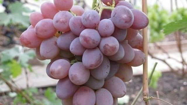 Вино Пино Гриджио (Pinot Grigio) — итальянский напиток французского происхождения