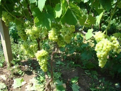Белградский бессемянный виноград