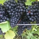 Виноград «Рилайнс пинк сидлис»: один из наиболее морозоустойчивых сортов