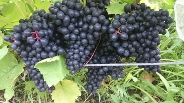 Бессемянные сорта винограда — кишмиши, сидлисы, коринки