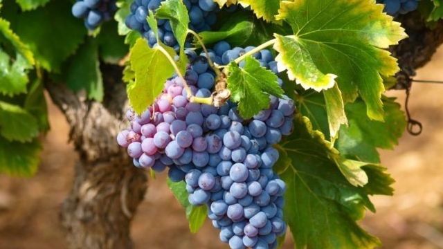 Виноград «Зилга» описание сорта, его выращивание и использование, отзывы и фото