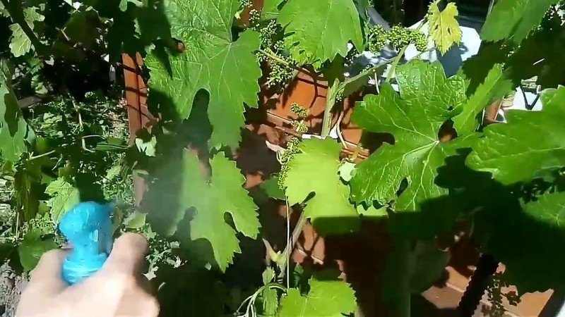 Обработка винограда борной кислотой