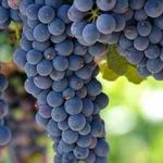 Виноград Зилга: описание сорта, фото, отзывы
