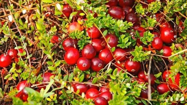 Все про целебные свойства ягод клюквы и рецепты от сибирских травниц