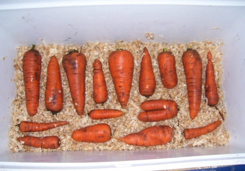 Хранение моркови на зиму в погребе