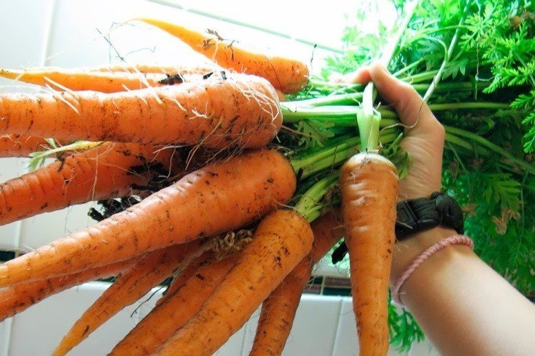 Морковь сорт арон