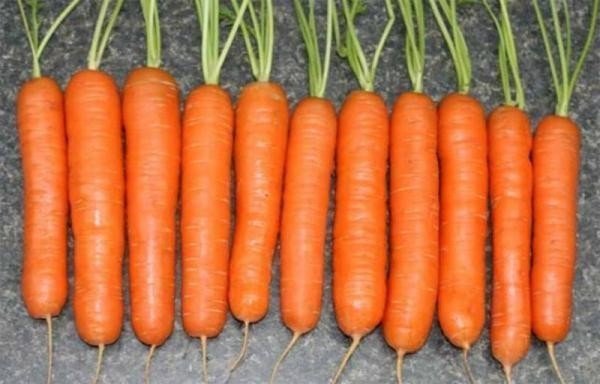 Скороспелый сорт моркови