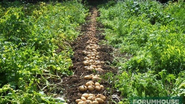 Как хранить картошку — Блог о строительстве