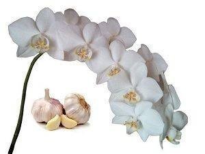 Орхидея фаленопсис «сенсейшн вайт»