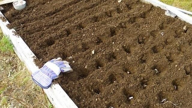 Грядка под чеснок под зиму: подготовка земли осенью перед посадкой, как и чем обработать почву