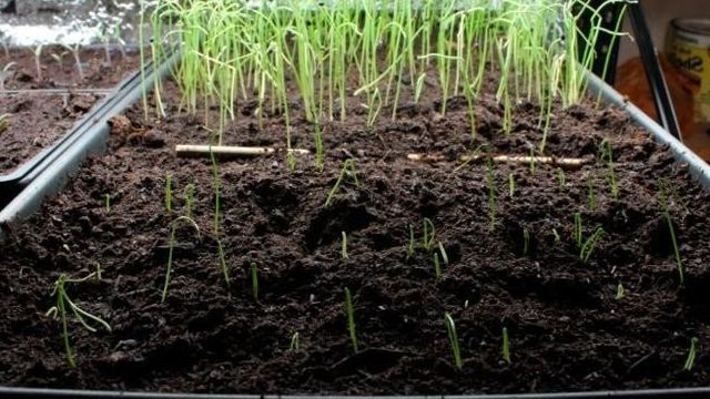 Все о выращивании лука Батун: посев и уход за растением, условия для роста