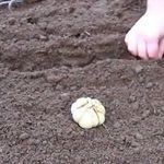 Можно ли выращивать чеснок под соломой