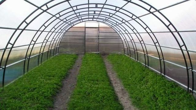 Выращивание петрушки в теплице зимой и круглый год, технология, урожайность, как своими руками выращивать зелень на продажу